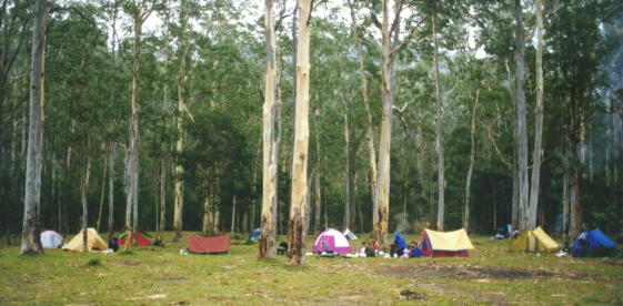 Acacia Flat, Blue Gum Forest, many years ago